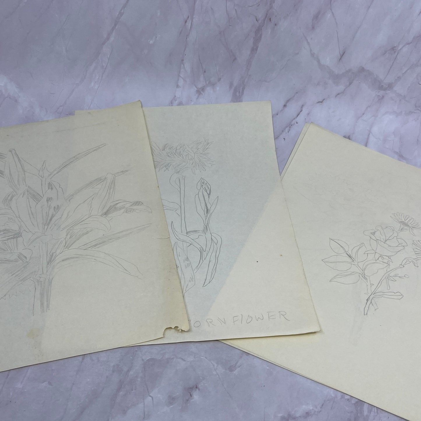 1940s Lot Flower Floral Sketches & Studies Winifred Schutsky Pratt Institute TC5