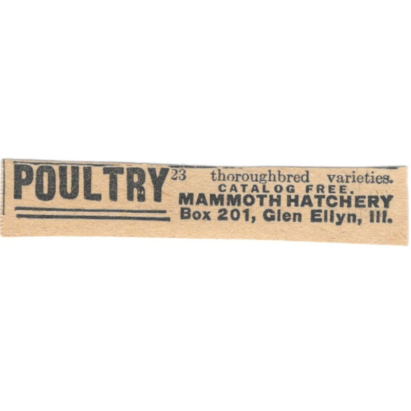 Mammoth Hatchery Poultry Glen Ellyn Illinois 1920 Ad AG2-S9