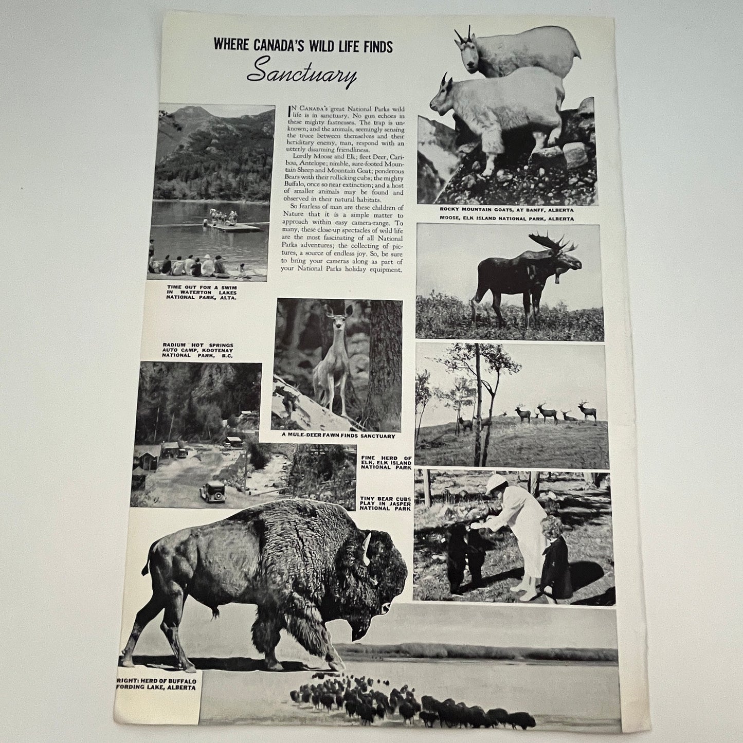 Where Canada's Wild Life Finds Sanctuary 1941 Magazine Picture SV1-4