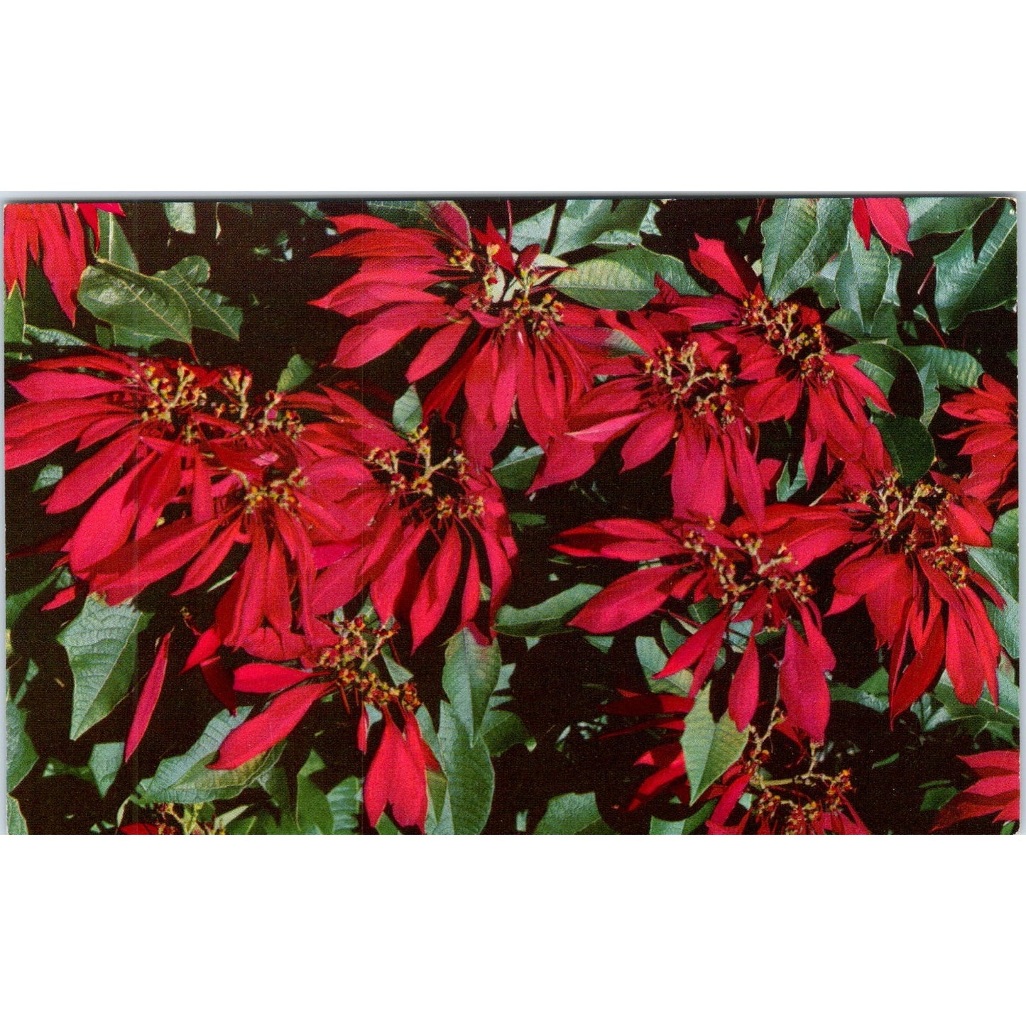 Florida's Beautiful Poinsettias Vintage Postcard PE3