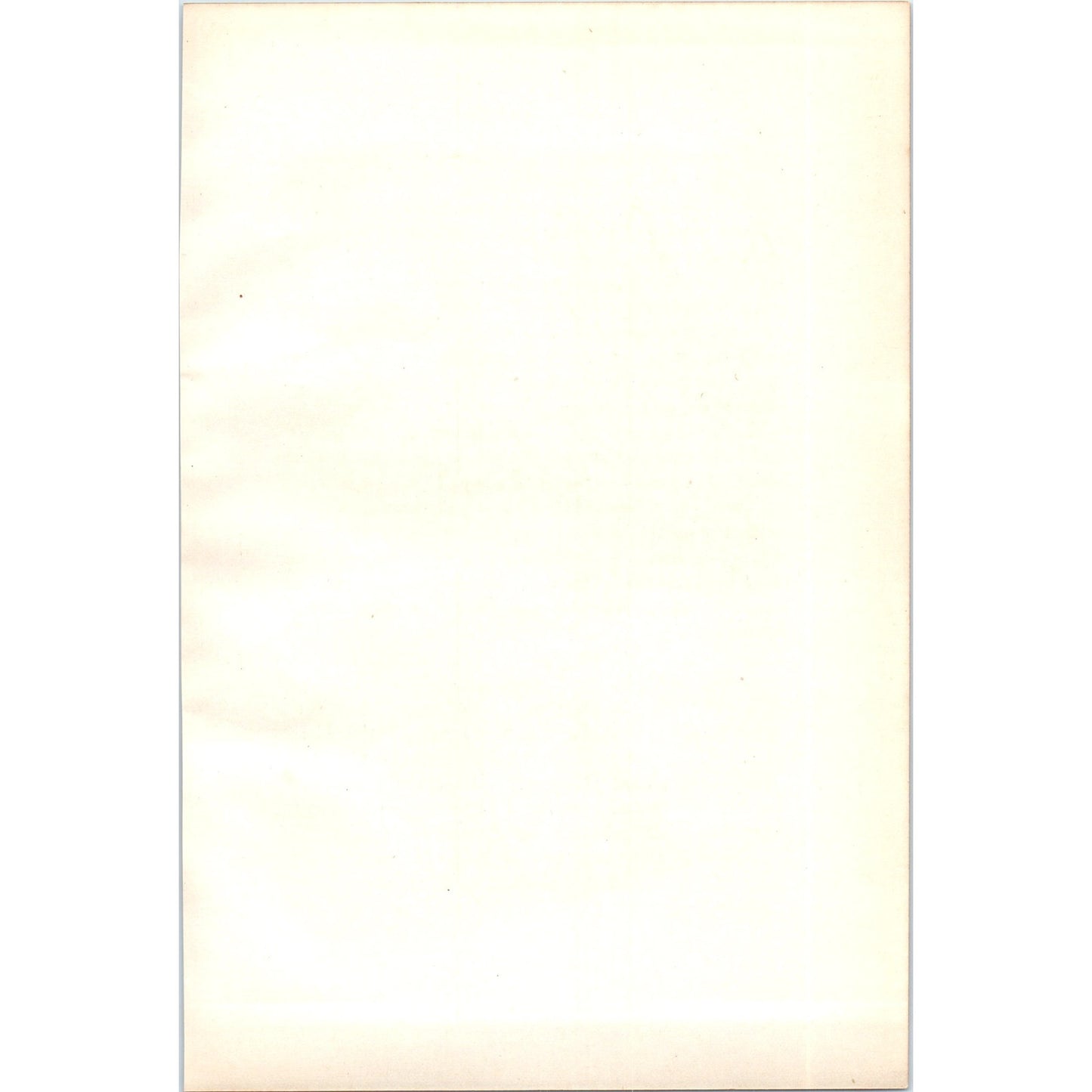 Shoveller Bird 1903 Original Color Engraving Plate Print AD8-B8