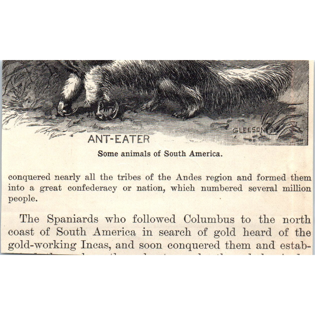 Coffee Plantation in Southern Brazil 1901 Engraving AF2-O2