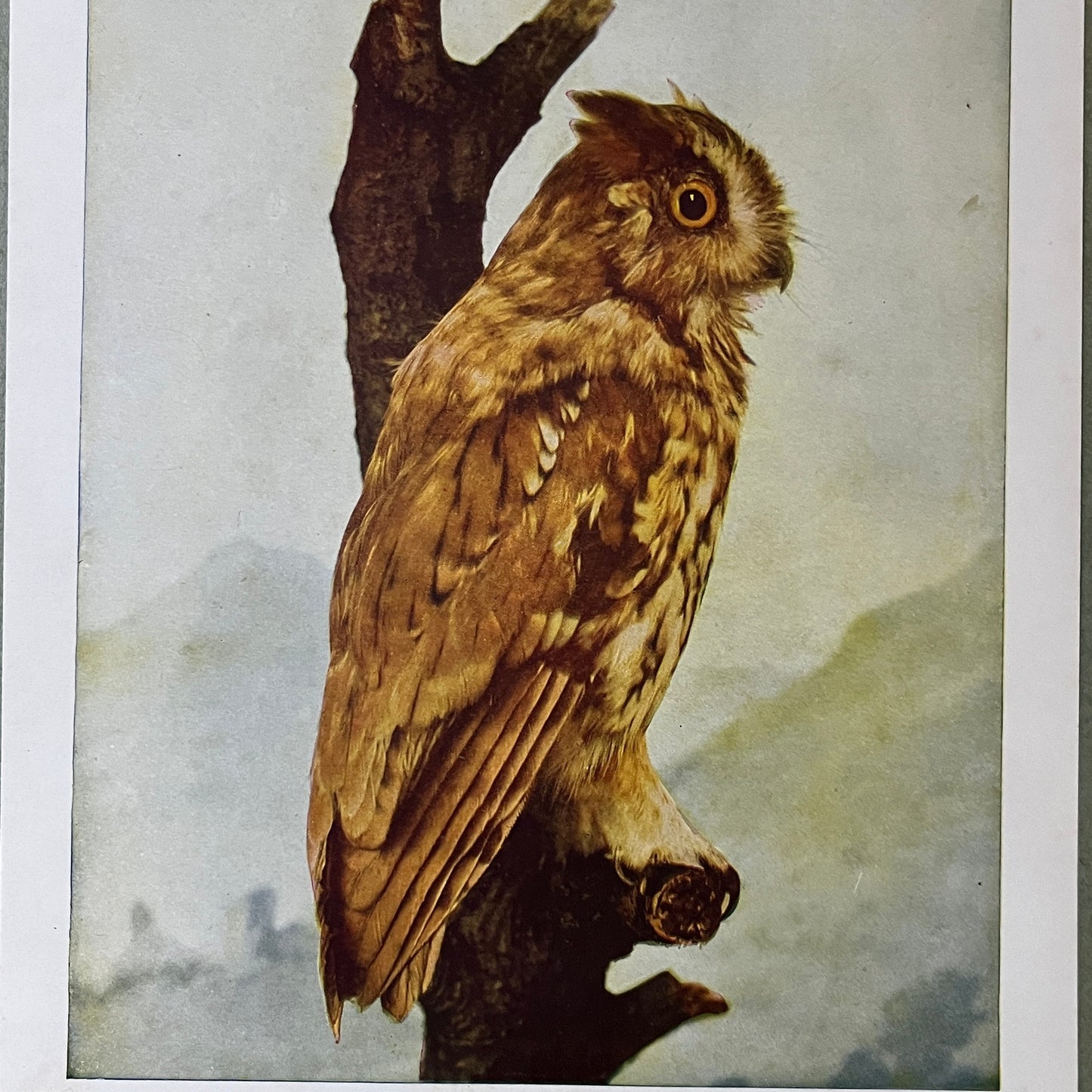 c1900 Original Screech Owl Audubon Print A.W. Mumford 9x12 Art Print V2