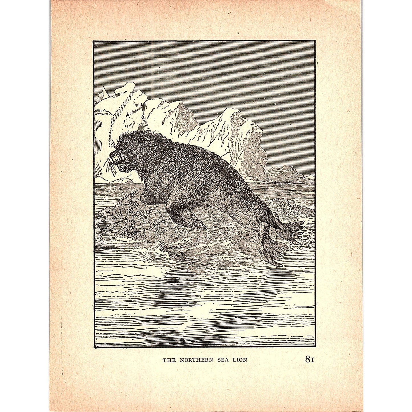 The Northern Sea Lion 1902 Engraving Plate AF4-H3
