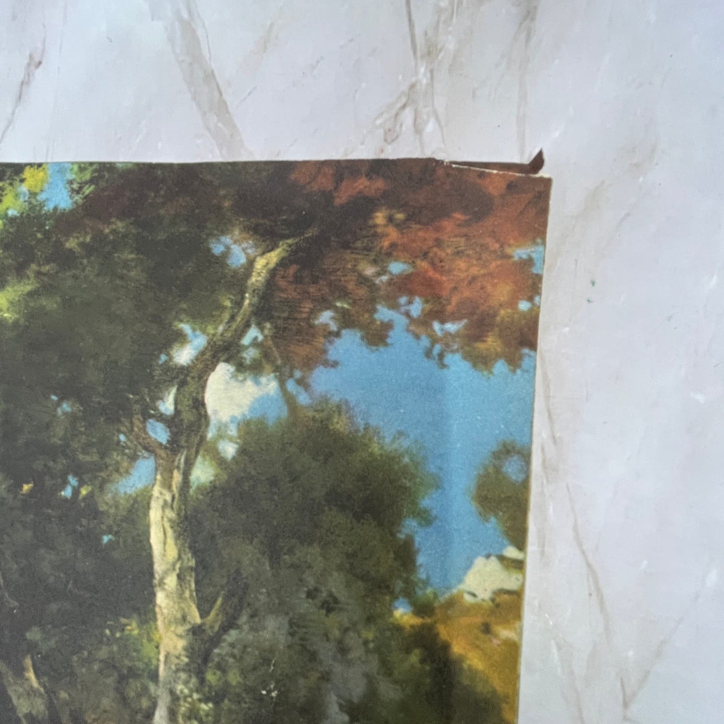 1919 Moray Forest Scene Art Print Lithograph 12x16 FL6-4