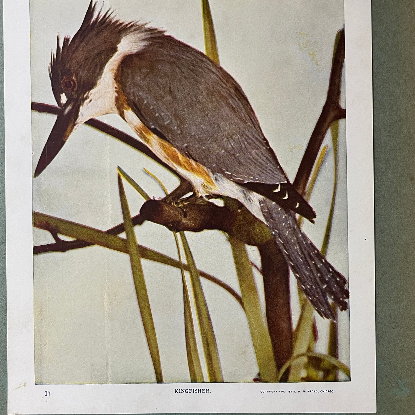 c1900 Original Kingfisher Bird Audubon Print A.W. Mumford 9x12 Art Print V2
