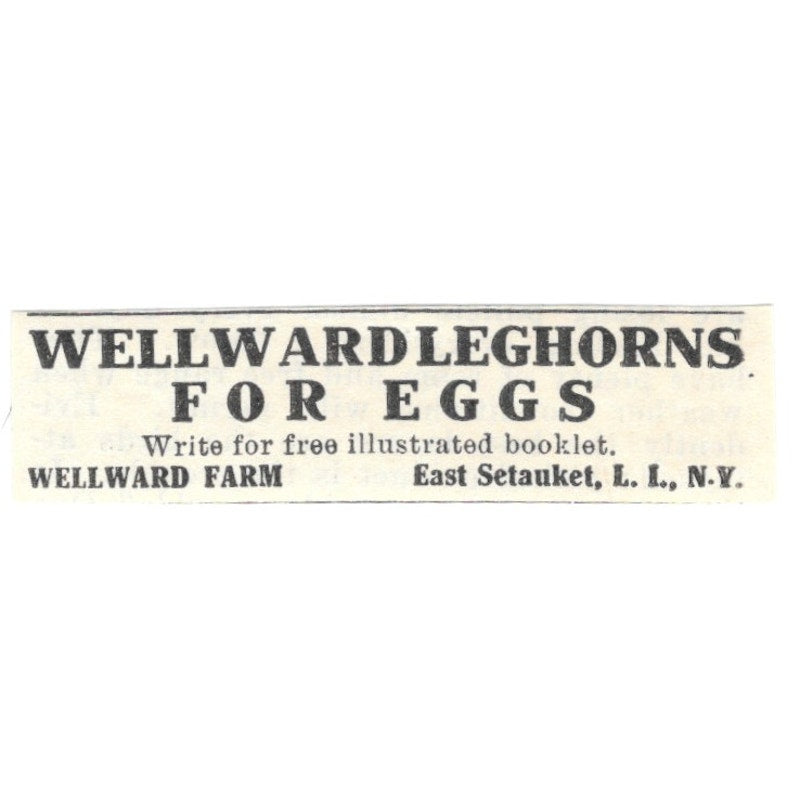 Wellward Farm Leghorns for Eggs East Setauket Long Island NY 1924 Ad AG3-S8