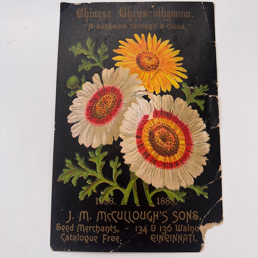 Chinese Chrysanthemum J.M. Mccullough's Sons Cincinnati 1880s Trade Card AG8-H4