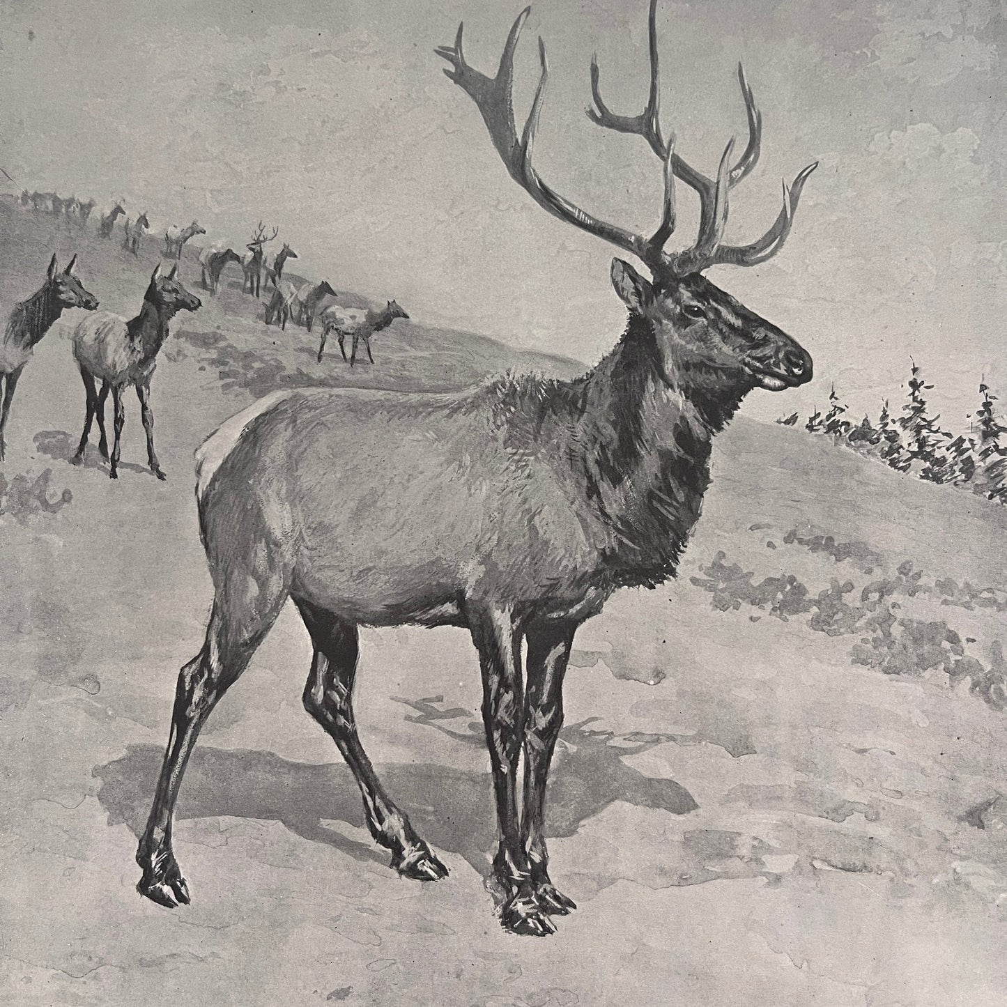 King of the Herd - Elk Buck Scene - Original 1904 A.B. Frost Art Print V26-4