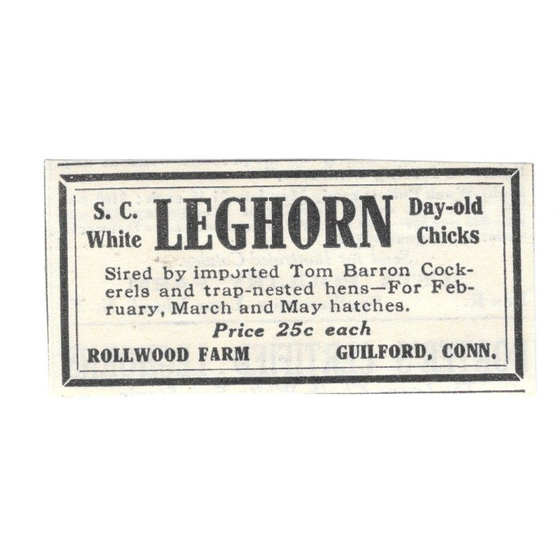 Rollwood Farm S.C. White Leghorns Guilford CT 1924 Ad AG3-S4