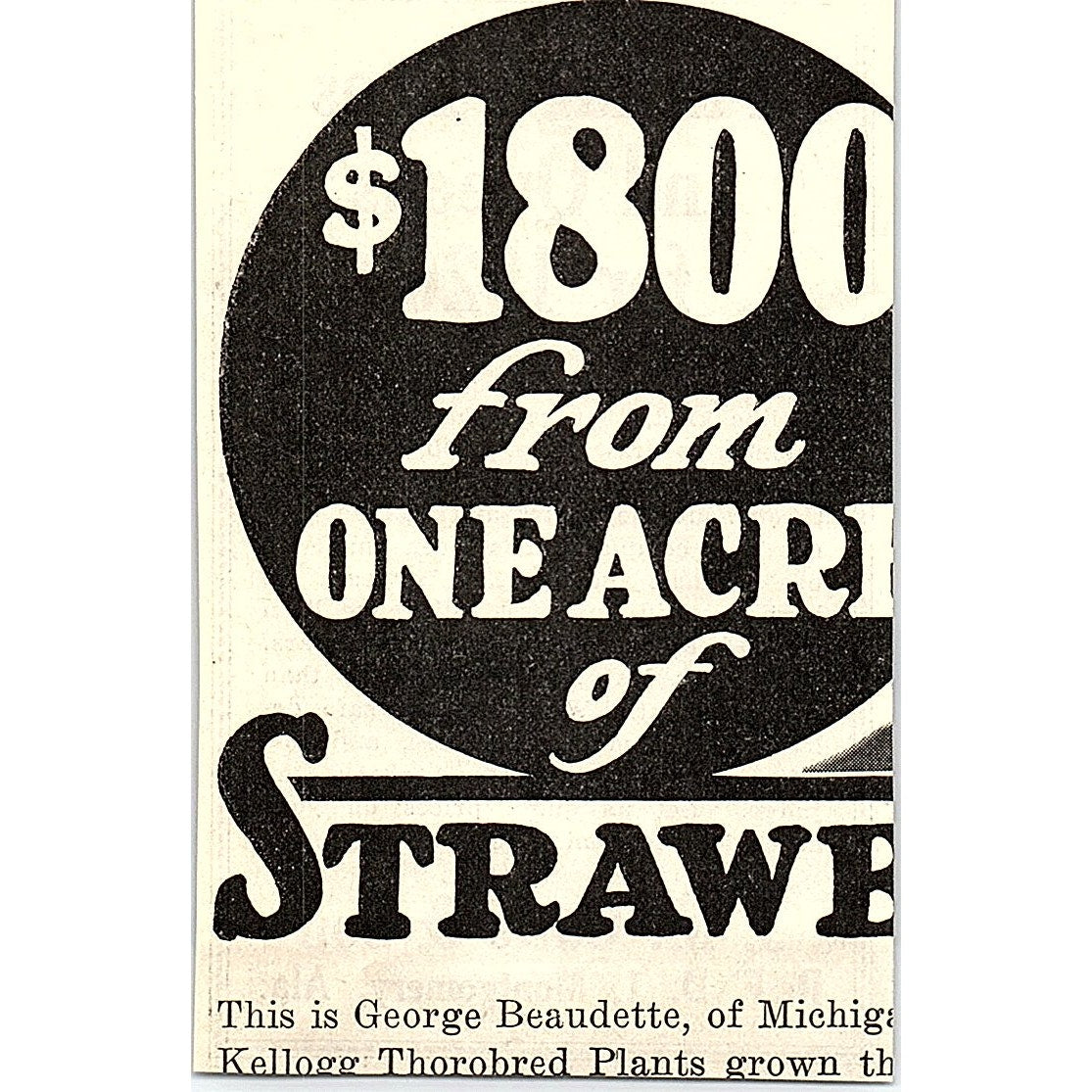 J.M. Cutts & Son Package Bees and Queens Montgomery Alabama 1926 Ad AG3-M8