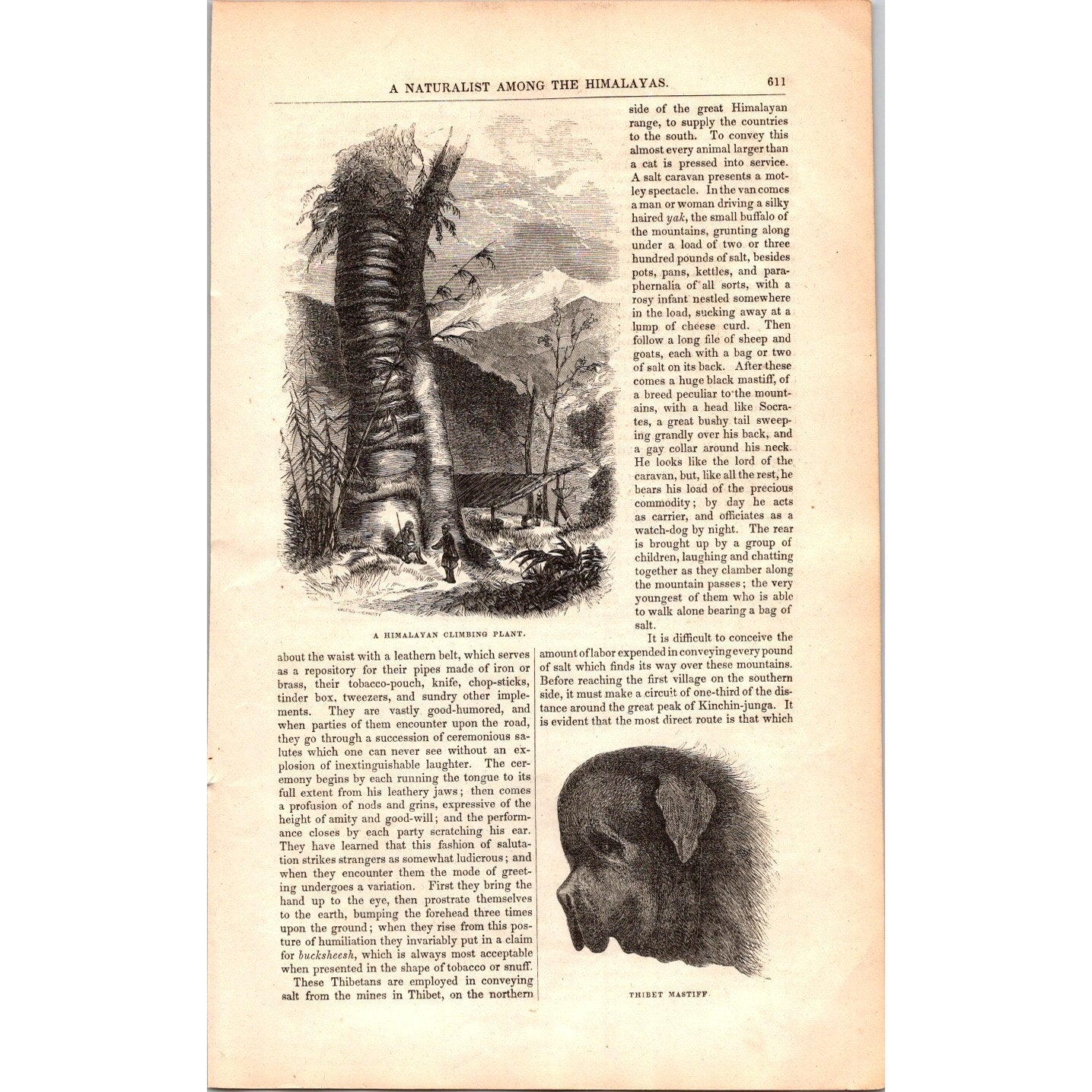 A Naturalist Among the Himalayas Dr. Hooker, James Ross 8 Pages 1854 Article I19
