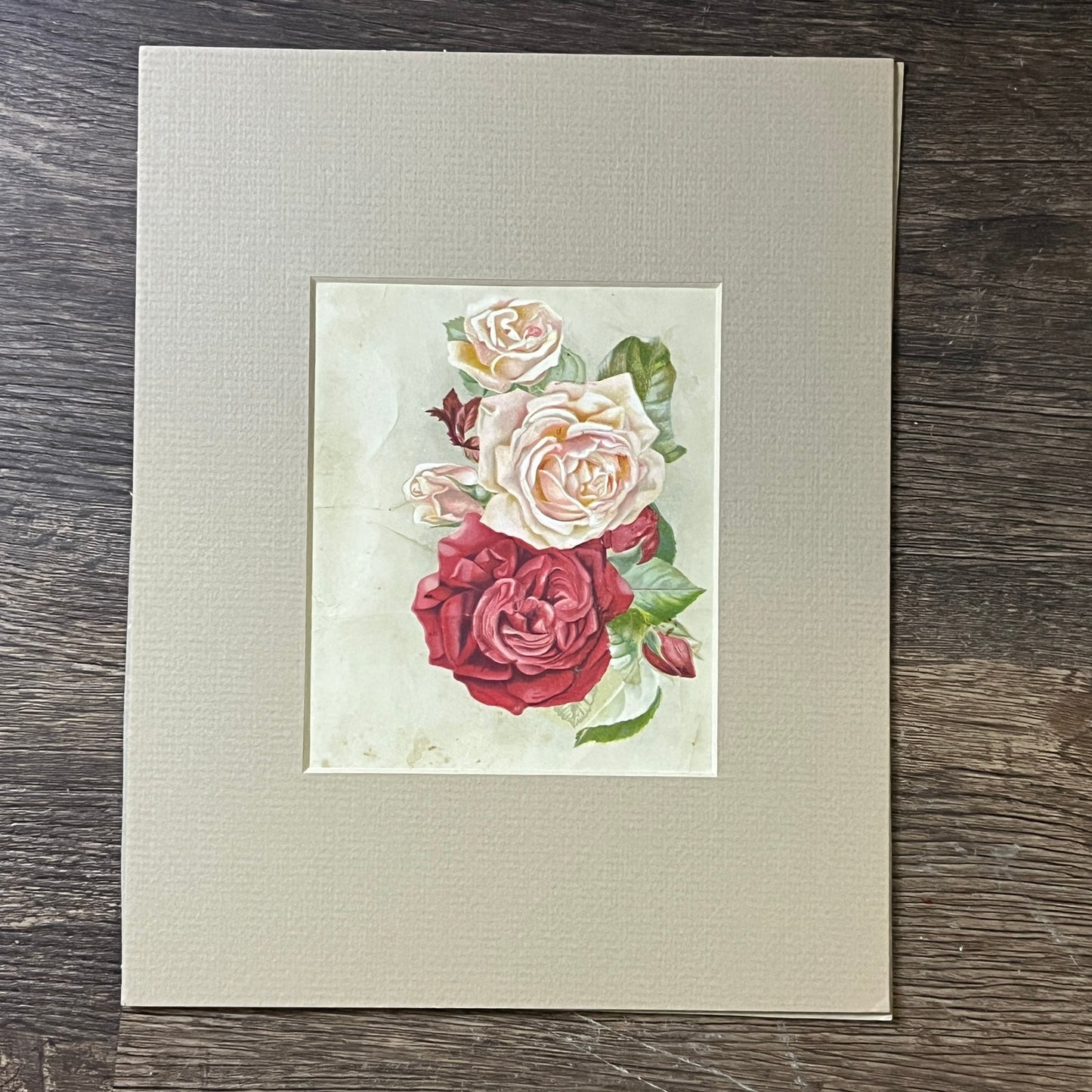 c1880 Victorian Red & Pink Roses Art Nouveau Matted Art Print 8x10 V4