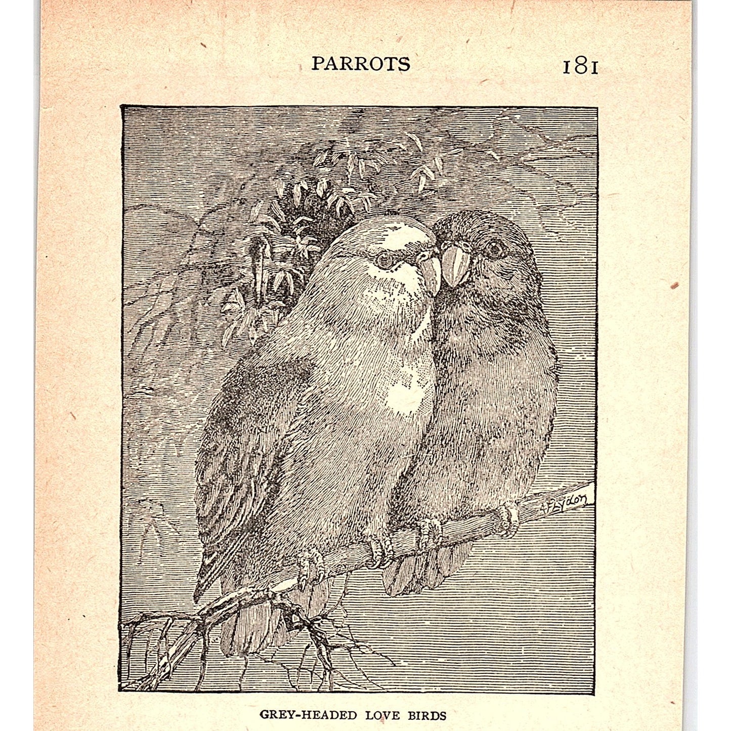 Grey-Headed Love Birds 1902 Engraving Plate AF4-H2
