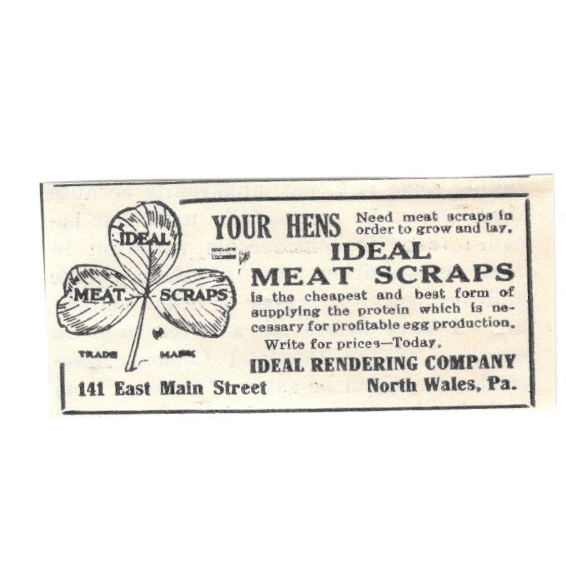 Ideal Rendering Company Meat Scraps for Chickens North Wales PA 1924 Ad AG3-S5