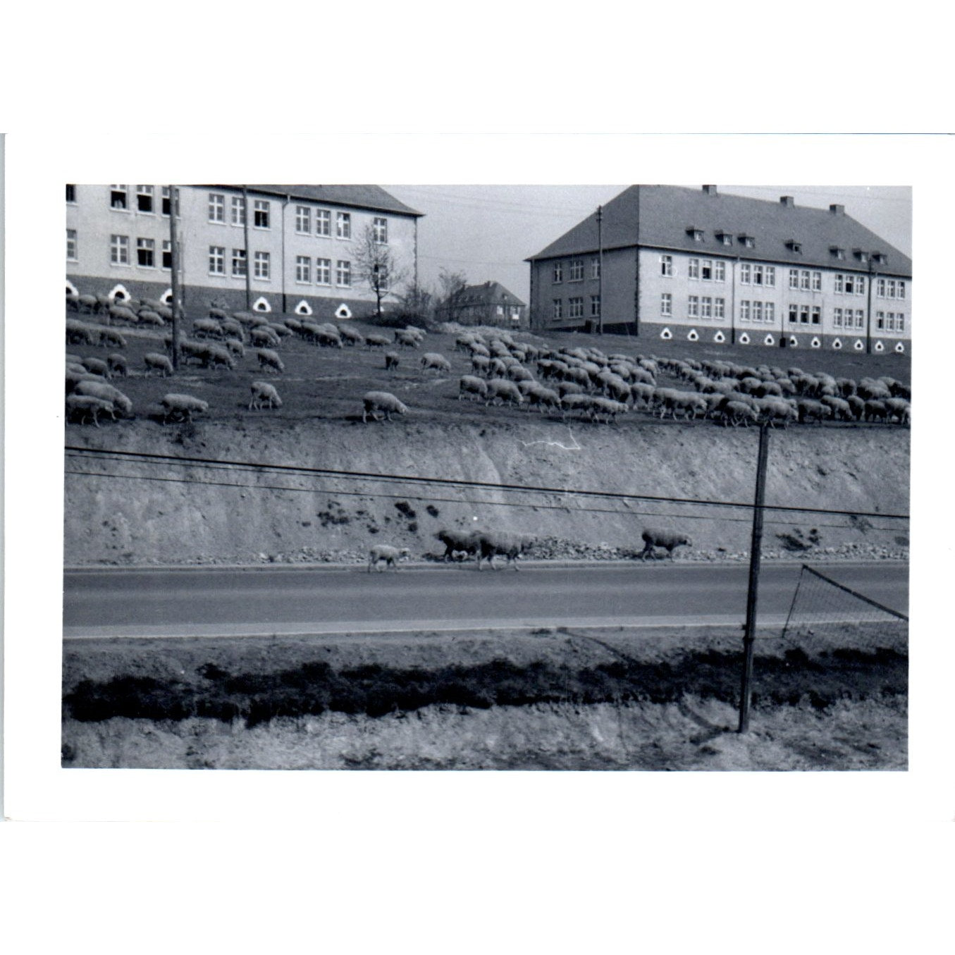 Herd of Sheep Bohnitzsch Artillery Barracks Postwar Germany c1954 Photo AF1-AP2