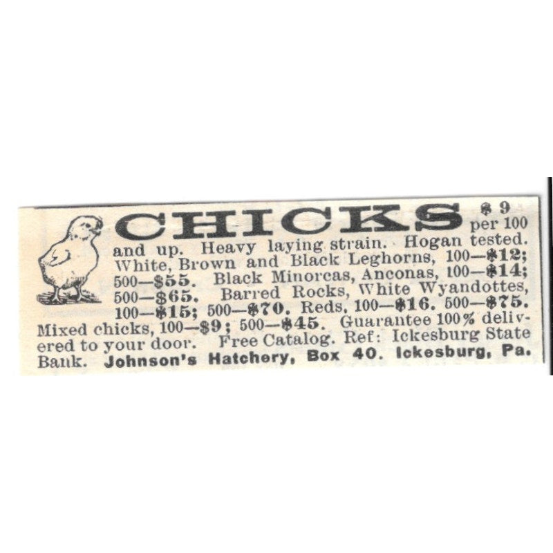Johnson's Hatchery Chicks Ickesburg PA 1924 Ad AG3-S7