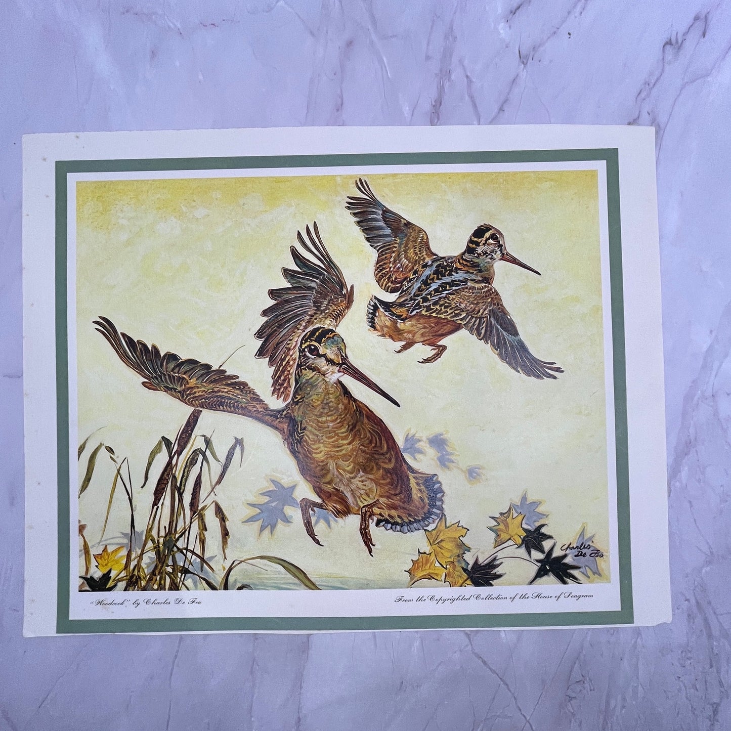 Woodcock by Charles De Feo Vintage 11x14" Art Print V21