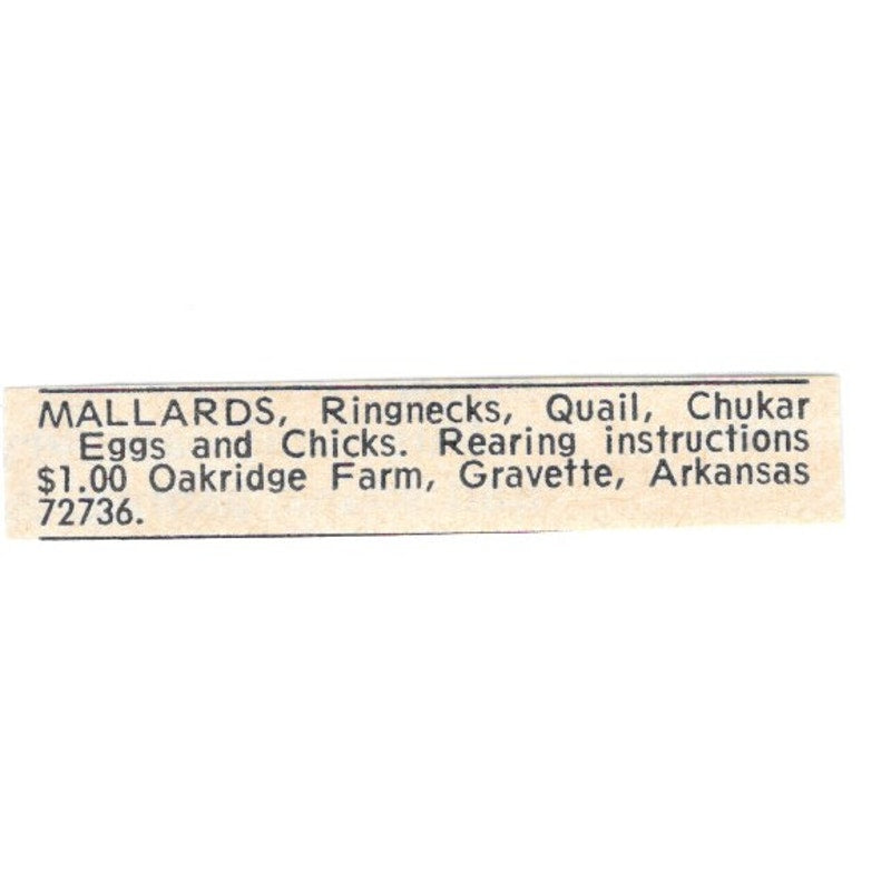 Oakridge Farm Mallards Gravette Arkansas 1977 Ad AF6-S9