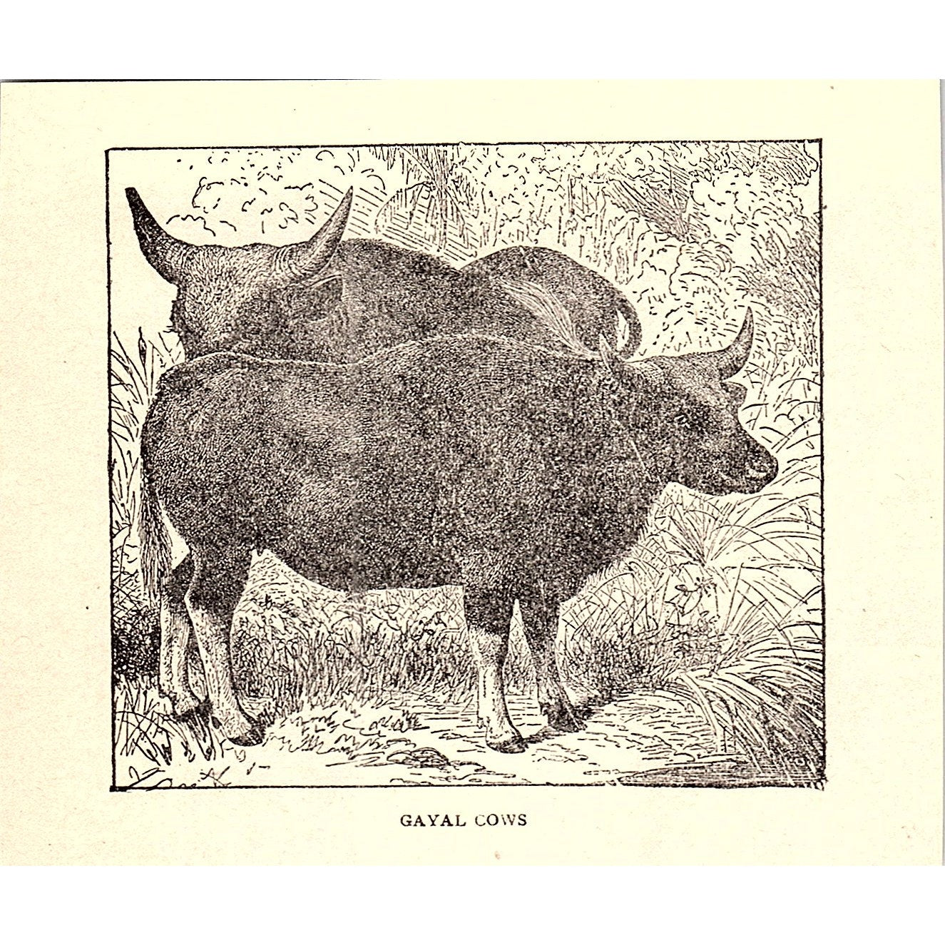 Gayal Cows 1902 Engraving Plate AF4-H1