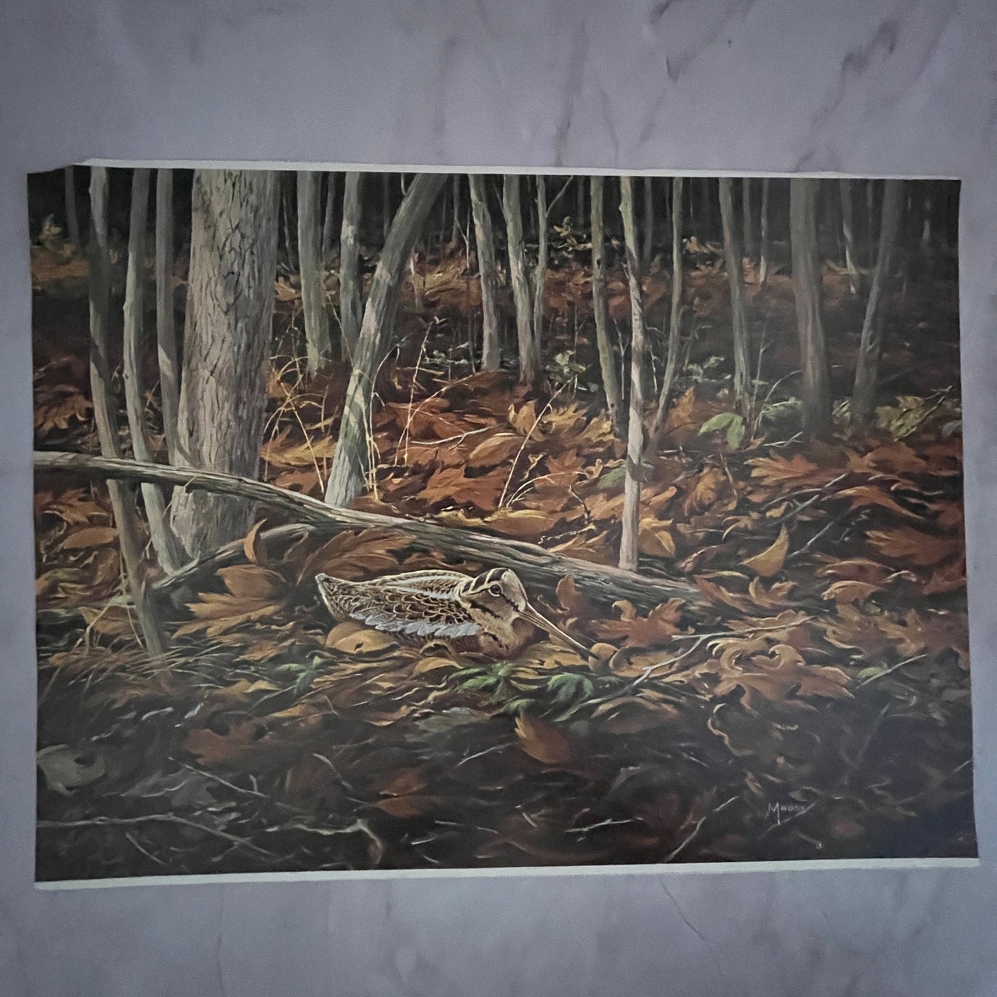 Early Brood Woodcock Young - Maass 12x16" Art Print FL1