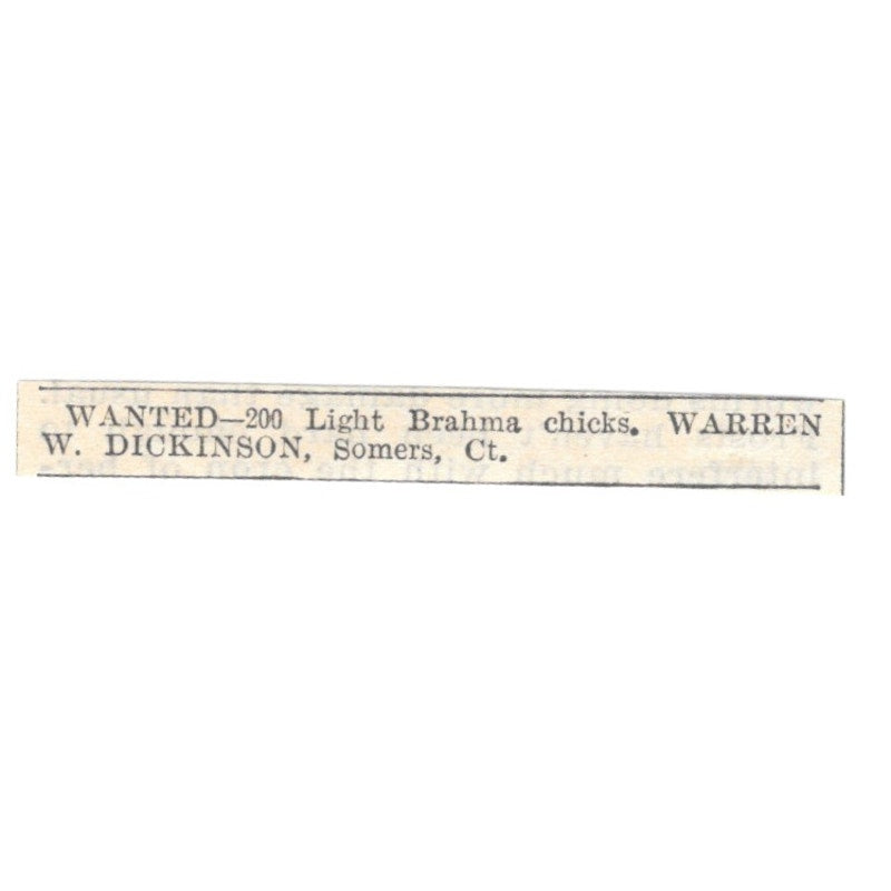 Brahma Chicks Wanted Warren W. Dickinson Somers CT 1905 Magazine Ad AF1-NES1
