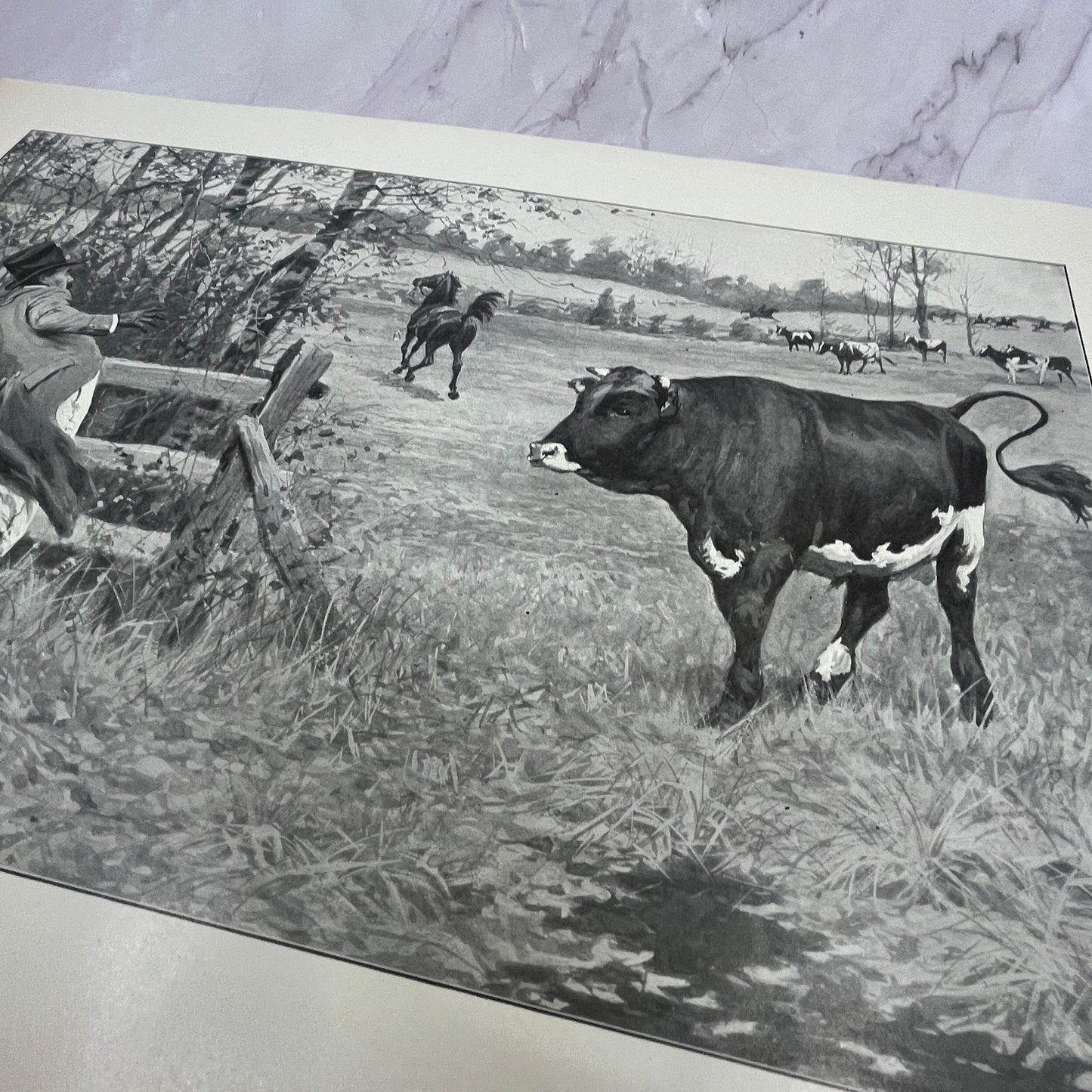 The Sick Cow - Original 1904 A.B. Frost Art Print V14-3