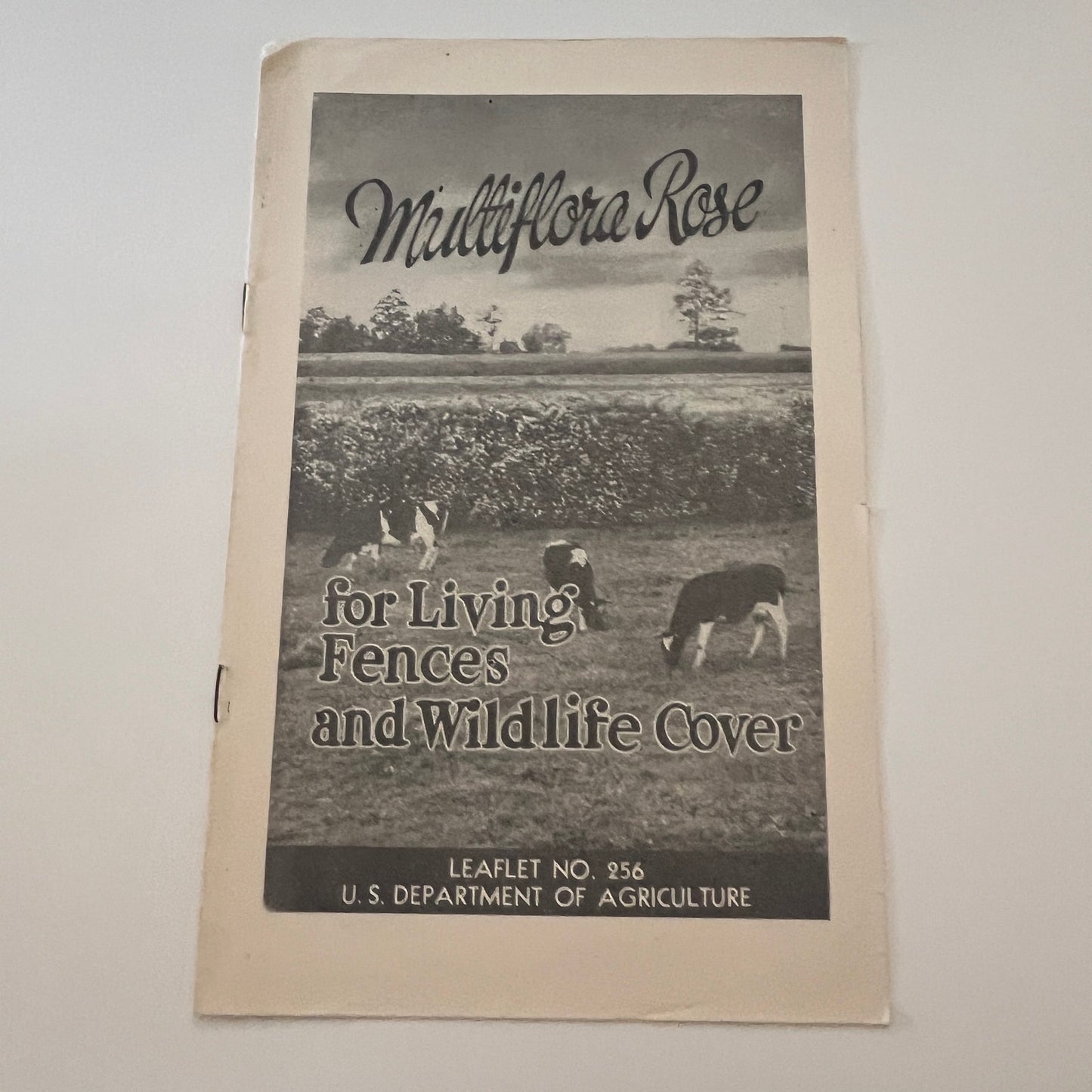 Multiflora Rose Living Fences & Wildlife Cover 1949 USDA Farm Bulletin TK2-XB5
