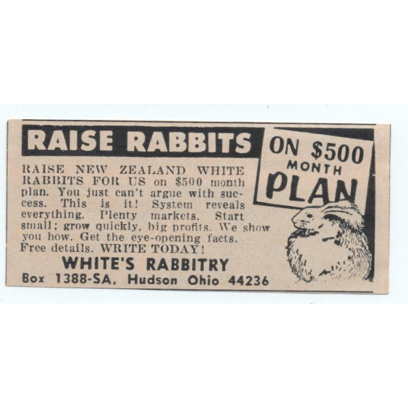 White's Rabbitry New Zealand Rabbits Hudson Ohio 1977 Ad AF6-M4