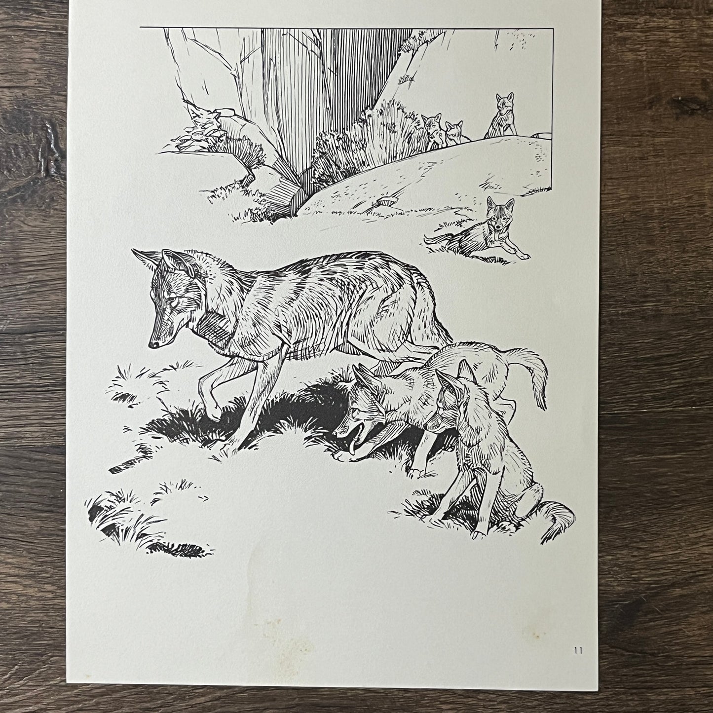 Yosemite's Mountain Lion & Wolves Sketch Double Sided 8x11 Vintage Print V2