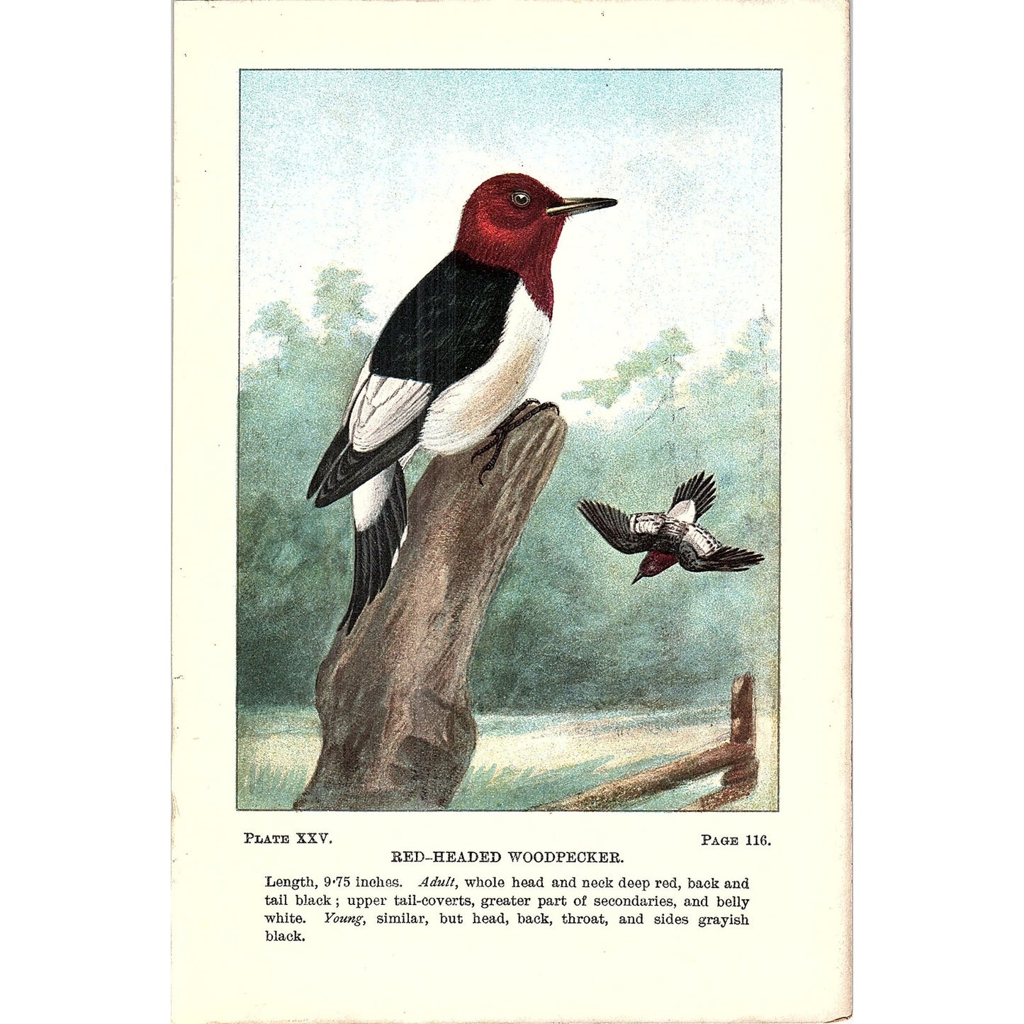 Red-Headed Woodpecker Bird 1901 Original Color Engraving Plate AF3-12