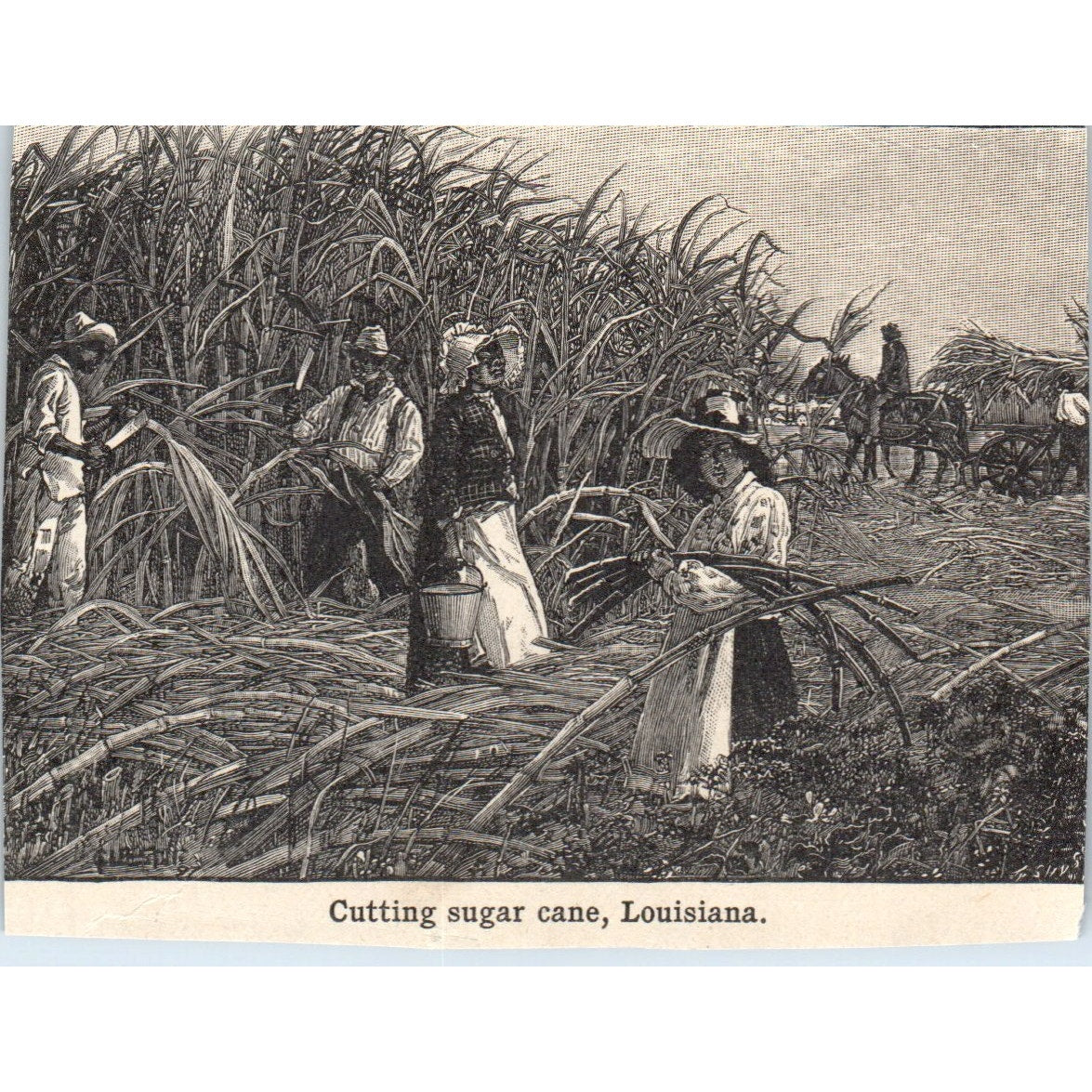 Cutting Sugar Cane in Louisiana 1901 Engraving AF2-O3