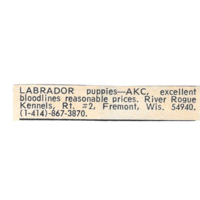 River Rogue Kennels Labradors Fremont WI 1977 Ad AF6-S8