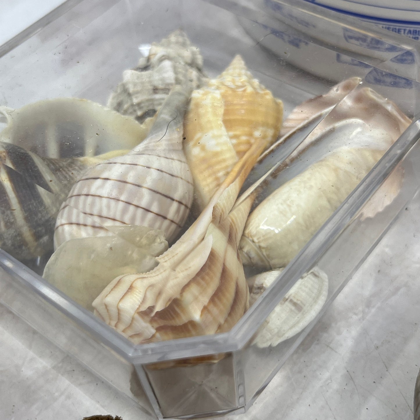 Huge Lot of Assorted Sea Shells Seashells TG7