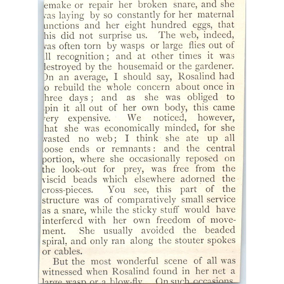 Rosalind Spider Securing Blow Fly in Web 1897 Victorian Illustration AE9-TS8