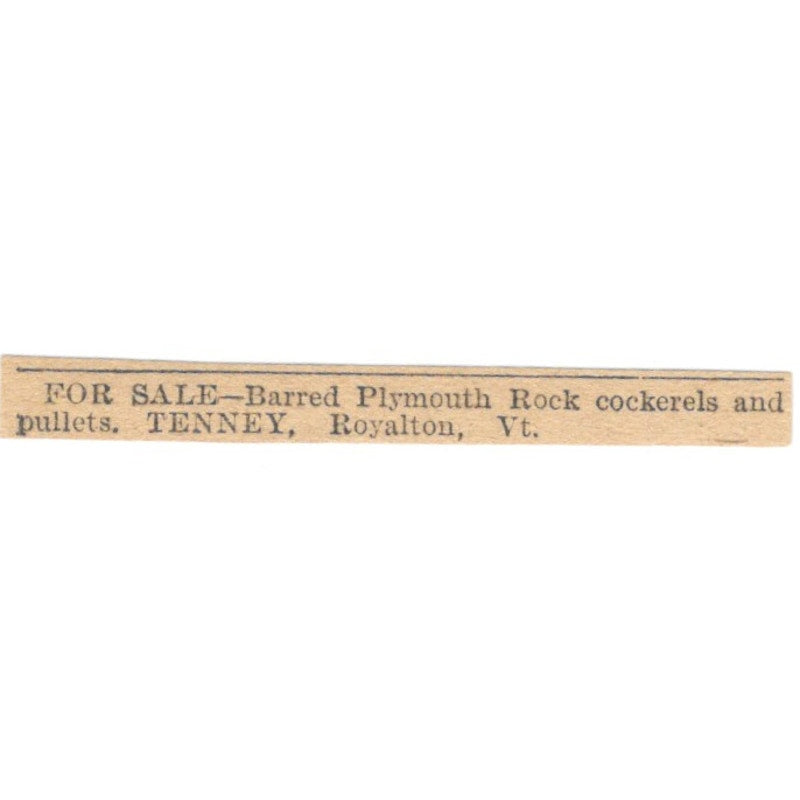 Plymouth Rock Cockerels Tenney Royalton VT 1905 Magazine Ad AF1-NES4