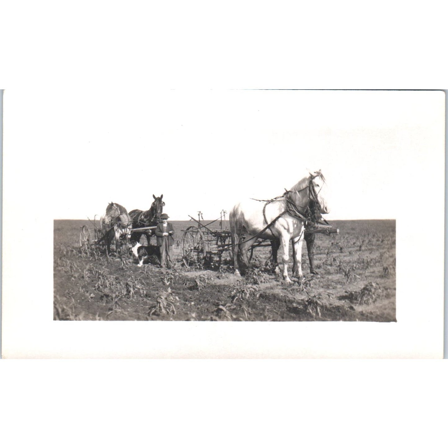 Farmer Working Field Horse Drawn Plow Collie Dog c1910 RPPC Postcard AB9