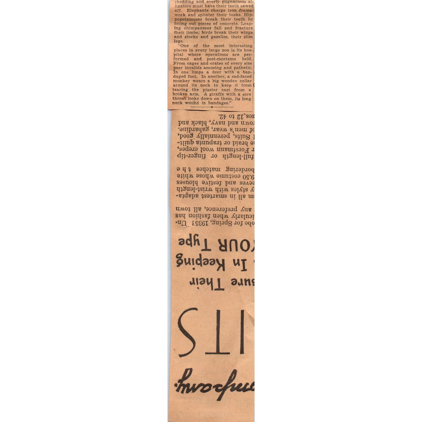 Zoo Doctors Face Challenges 1935 Minneapolis Journal Article AE7-N4