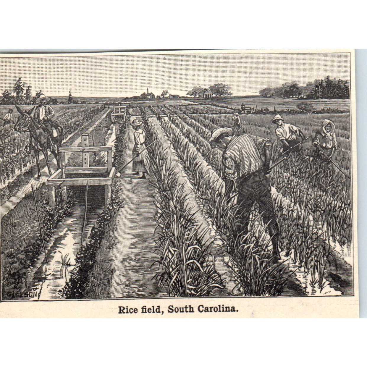 Rice Field in South Carolina 1901 Engraving AF2-O3