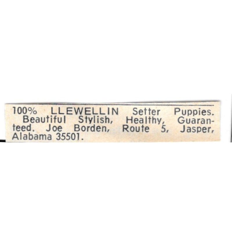 Joe Borden Llewellin Setters Jasper Alabama 1977 Ad AF6-S7