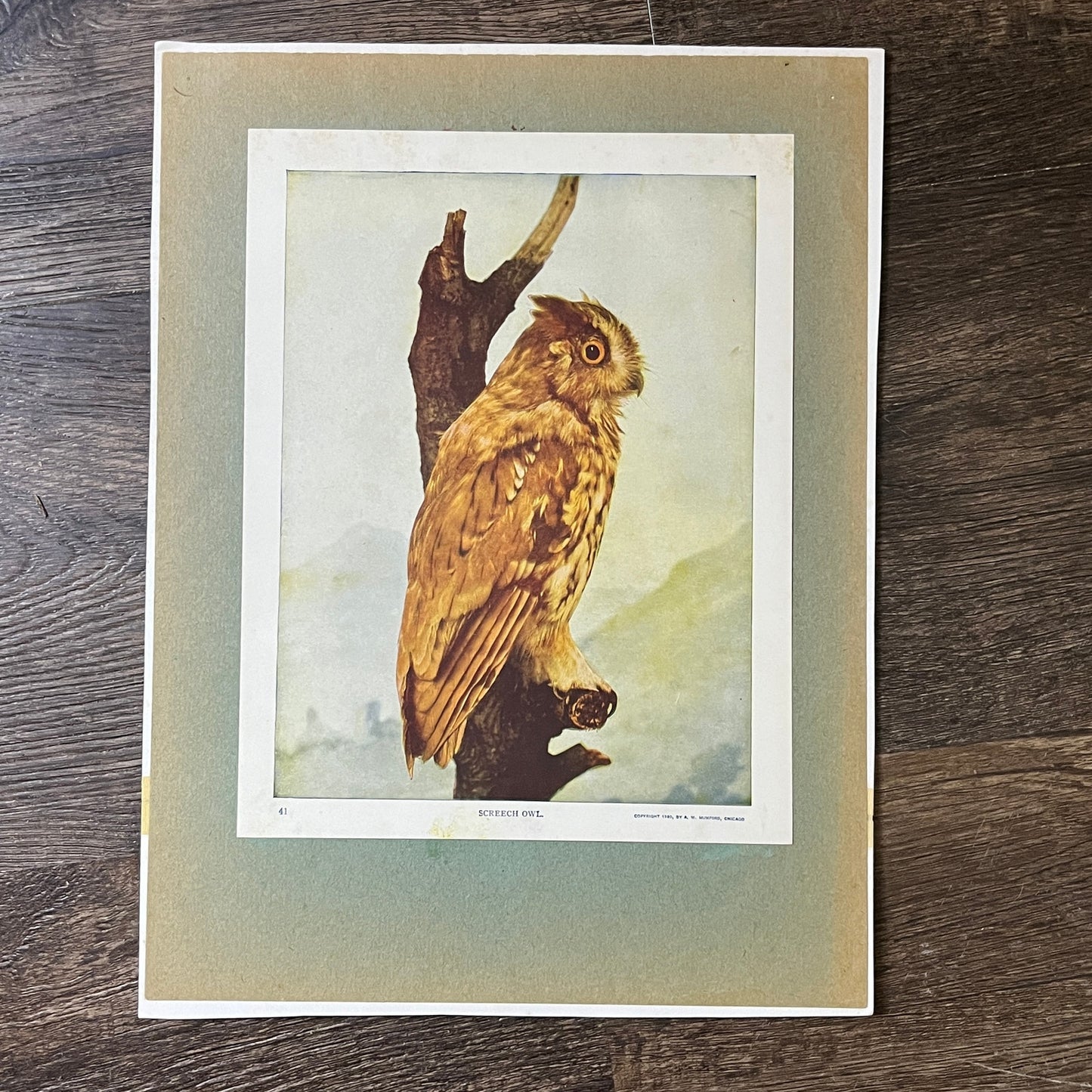 c1900 Original Screech Owl Audubon Print A.W. Mumford 9x12 Art Print V2