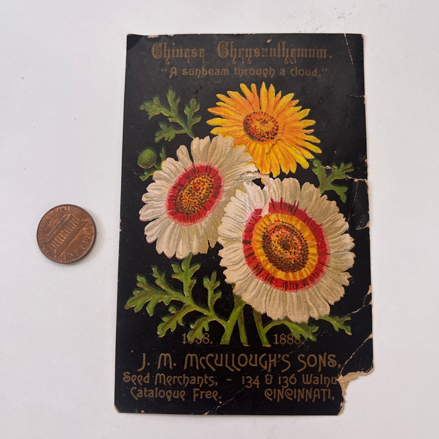 Chinese Chrysanthemum J.M. Mccullough's Sons Cincinnati 1880s Trade Card AG8-H4