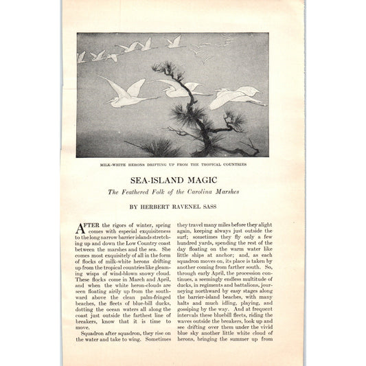 Sea-Island Magic Herons Herbert Ravenel Sass 5 Page 1924 Magazine Article D23