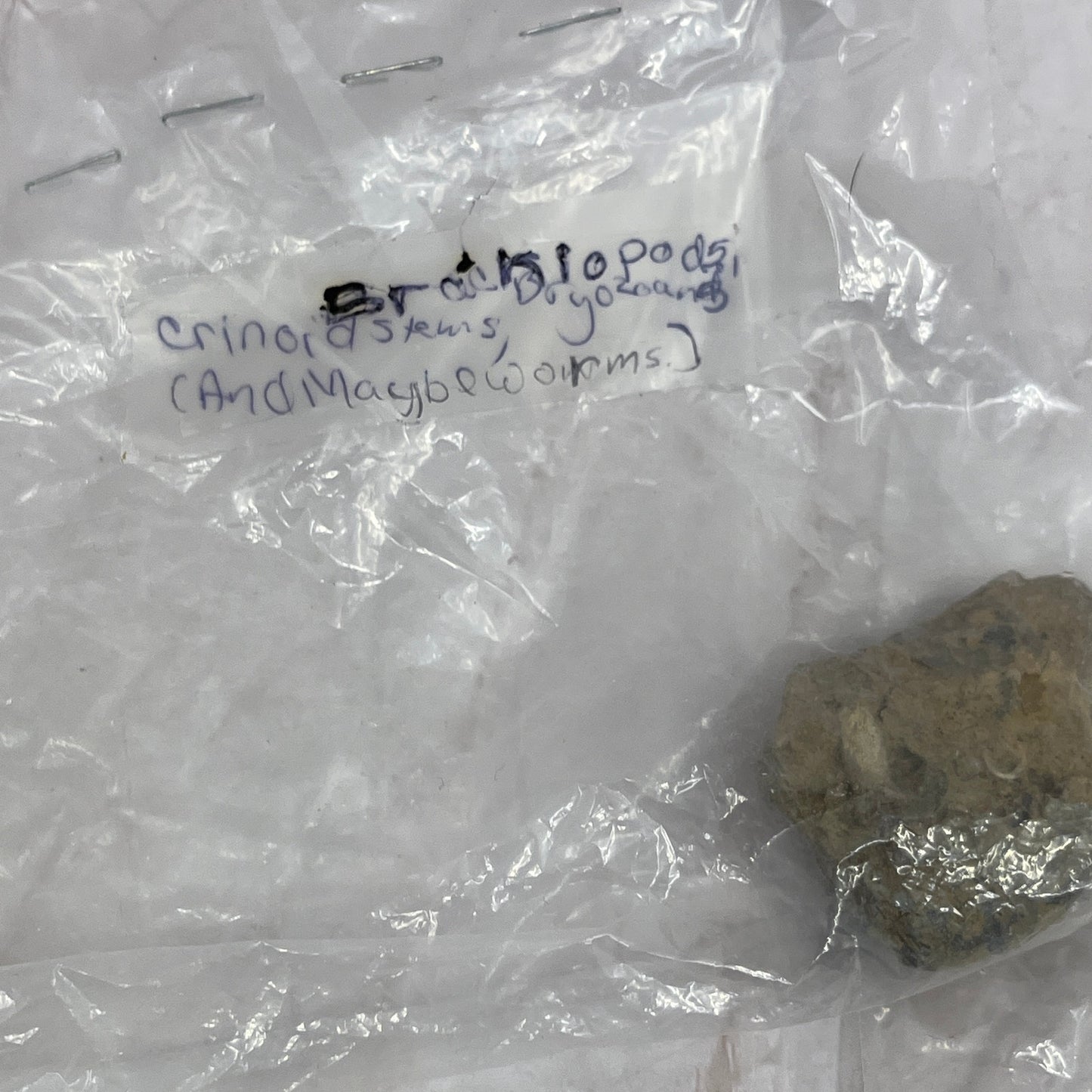 Set of 7 Real Fossil Specimens Lily Lake Park Mississippi River MN Labeled TG7