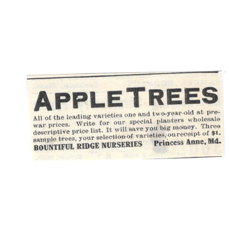 Bountiful Ridge Nurseries Apple Trees Princess Anne MD 1924 Ad AG3-S2