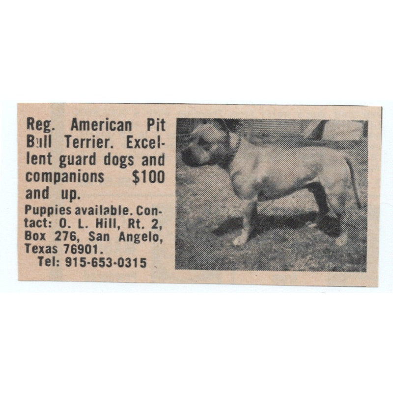 O.L. Hill American Pit Bull Terriers San Angelo TX 1977 Ad AF6-M4