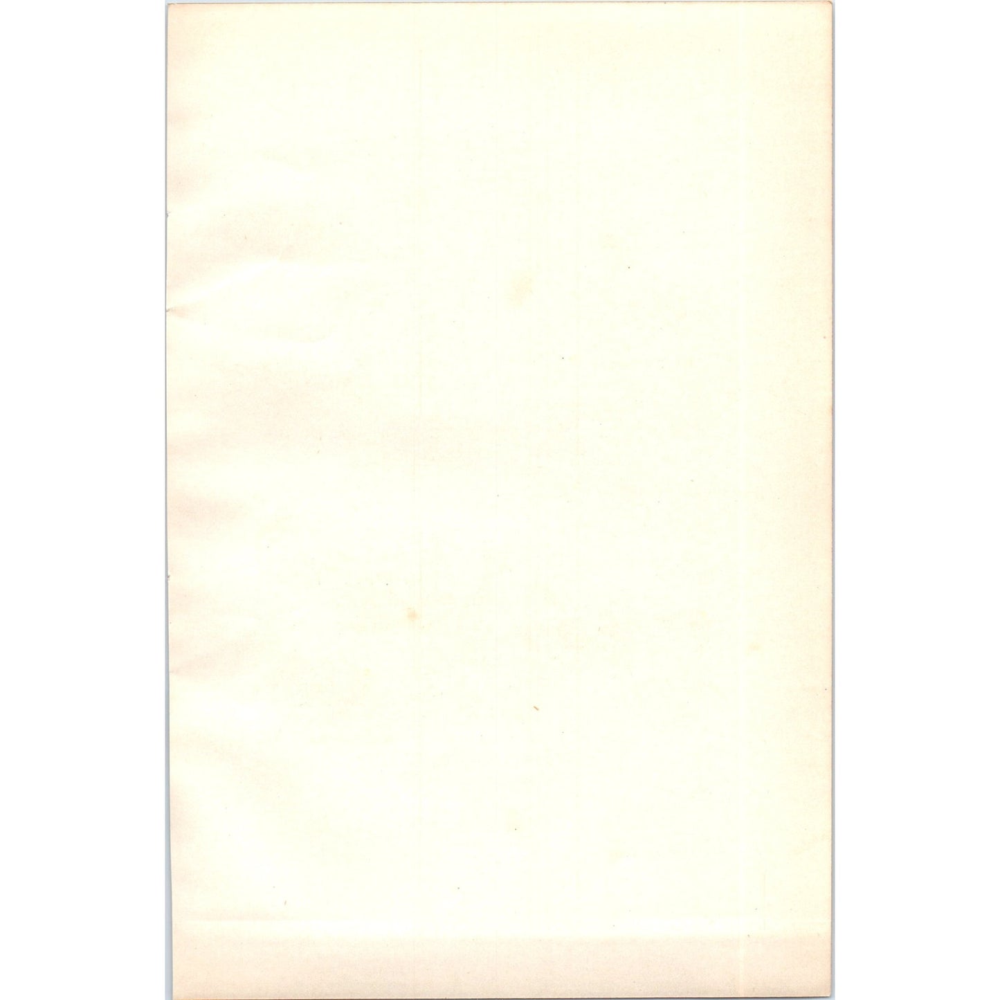 Oyster-Catcher Bird 1903 Original Color Engraving Plate Print AD8-B1