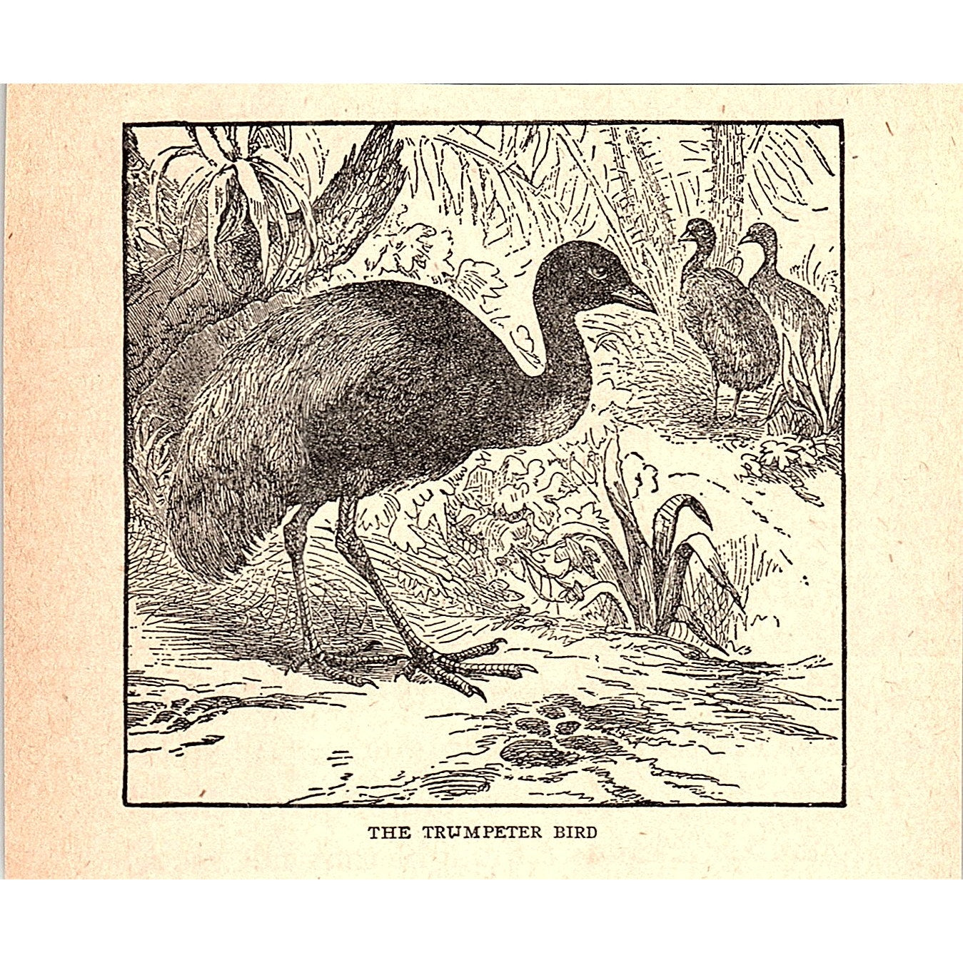 The Trumpeter Bird 1902 Engraving Plate AF4-H2