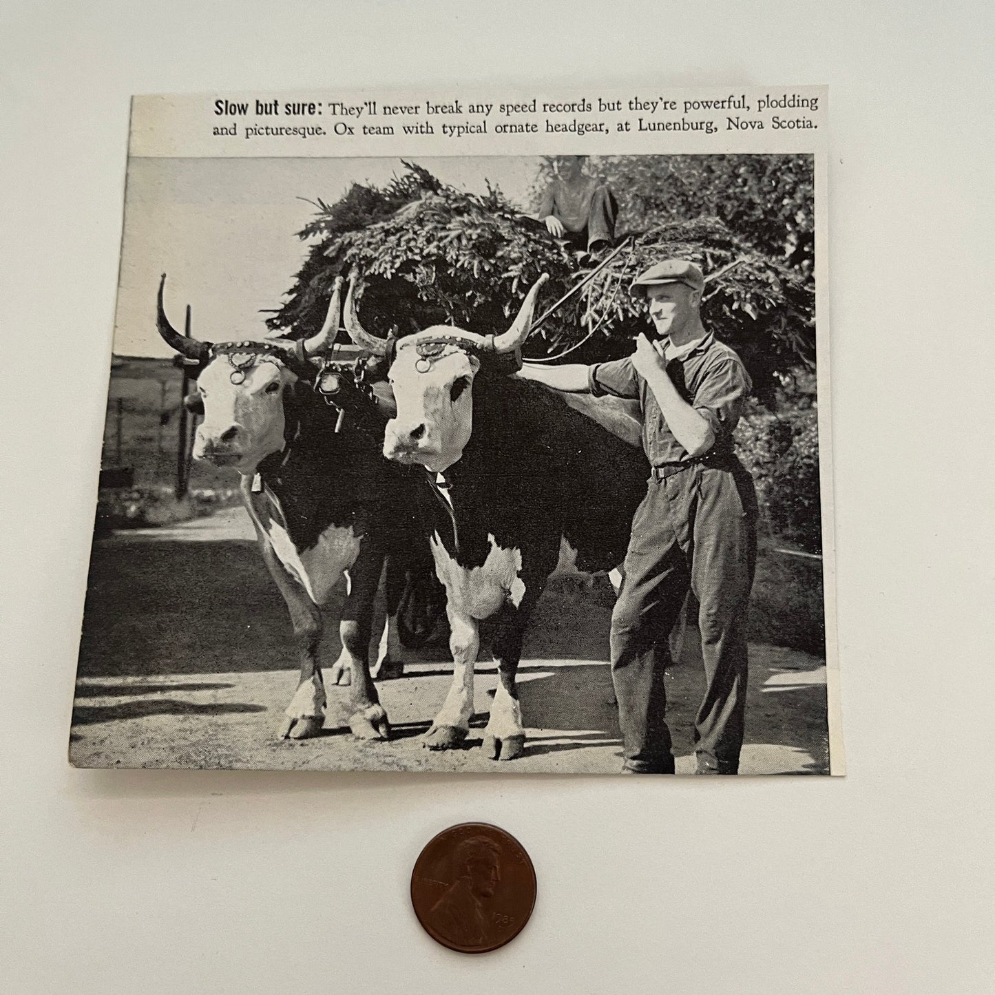 Slow But Sure Ox Team Lunenberg NS Canada 1941 Magazine Picture SAG4-H1