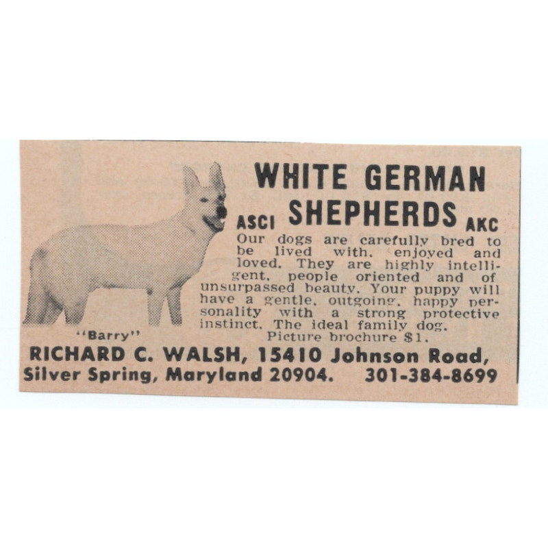 White German Shepherds Richard C. Walsh Silver Spring MD 1977 Ad AF6-M4